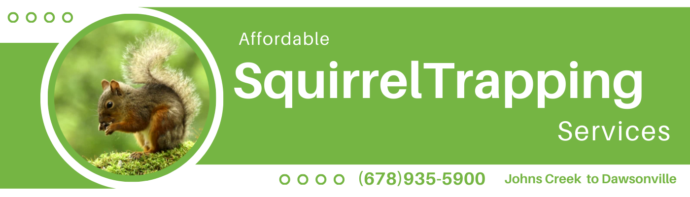 Expert & Affordable Squirrel Trapping Services