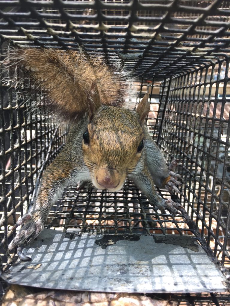 milton georgia squirrel trappers