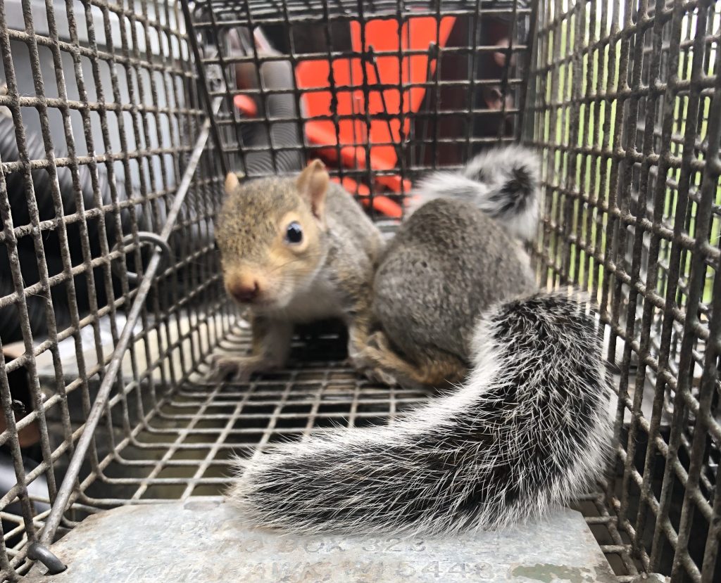 alpharetta squirrels trapped